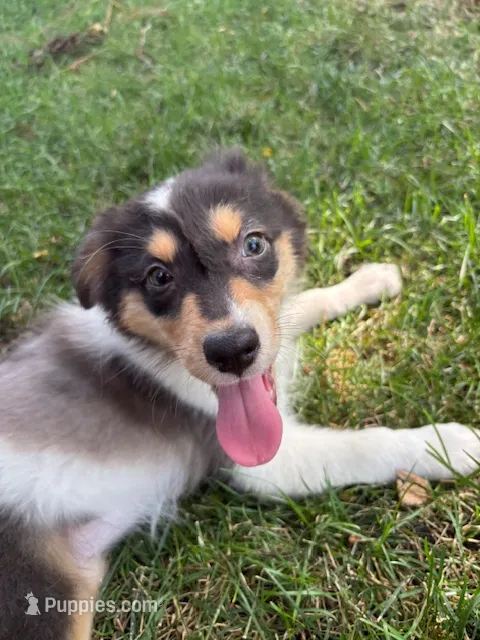Iris – Australian Shepherd puppy for sale in Hartford, SD