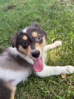 Iris, a female Australian Shepherd for sale in Hartford, SD – 1 of 7