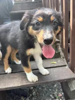 Artemis, a female Australian Shepherd for sale in Hartford, SD – 1 of 6