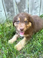 Ares, a male Australian Shepherd for sale in Hartford, SD – 1 of 2
