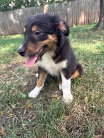 Artemis, a female Australian Shepherd for sale in Hartford, SD – 3 of 6