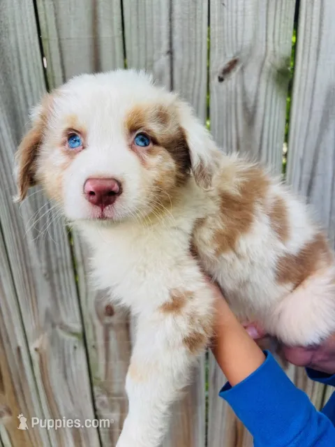 Apollo – Australian Shepherd puppy for sale in Hartford, SD