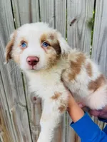 Apollo, a male Australian Shepherd for sale in Hartford, SD – 5 of 5