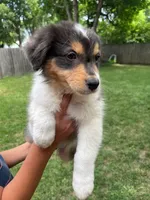 Iris, a female Australian Shepherd for sale in Hartford, SD – 4 of 7