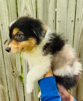 Iris, a female Australian Shepherd for sale in Hartford, SD – 6 of 7