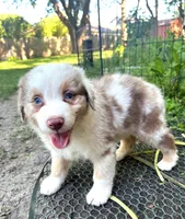 Apollo, a male Australian Shepherd for sale in Hartford, SD – 2 of 2