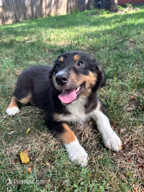 Artemis – Australian Shepherd puppy for sale in Hartford, SD