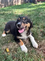 Artemis, a female Australian Shepherd for sale in Hartford, SD – 4 of 6
