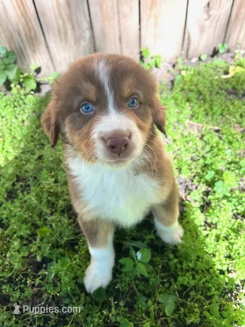 Hermes – Australian Shepherd puppy for sale in Hartford, SD