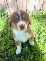 Hermes, a male Australian Shepherd for sale in Hartford, SD – 1 of 1