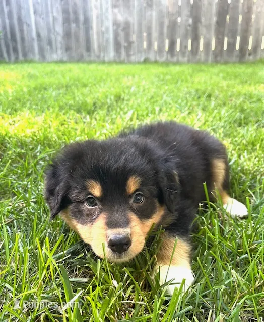 Thalia – Australian Shepherd puppy for sale in Hartford, SD