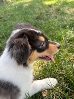 Iris, a female Australian Shepherd for sale in Hartford, SD – 2 of 7