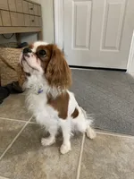 Finley, a male Cavalier King Charles Spaniel for sale in La Grange, NC – 8 of 9