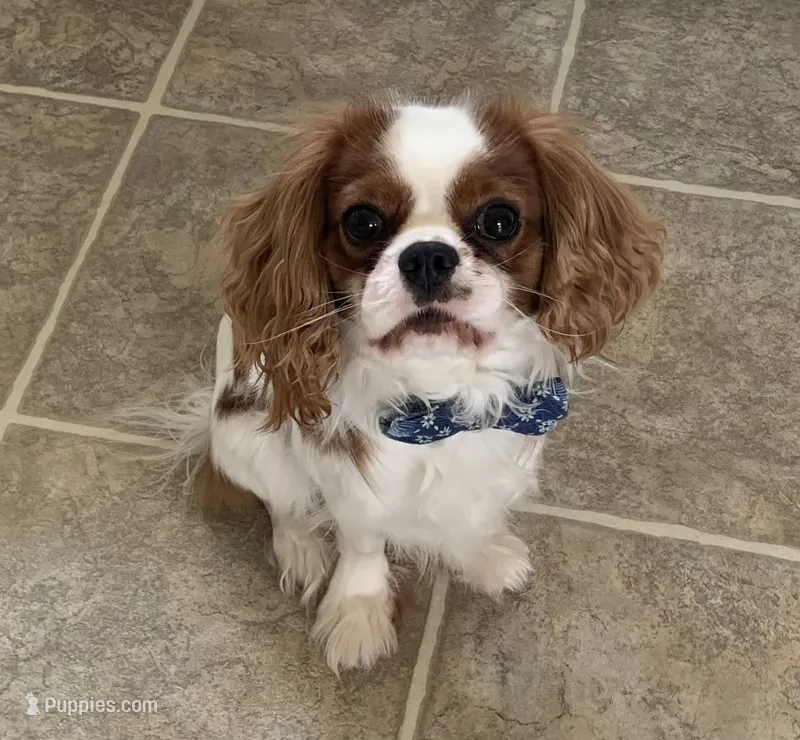Finley – Cavalier King Charles Spaniel puppy for sale in La Grange, NC