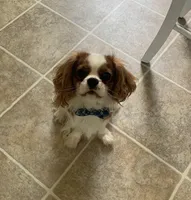 Finley, a male Cavalier King Charles Spaniel for sale in La Grange, NC – 3 of 9