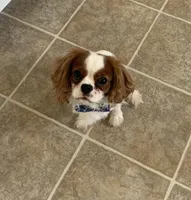 Finley, a male Cavalier King Charles Spaniel for sale in La Grange, NC – 5 of 9