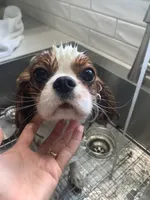 Finley, a male Cavalier King Charles Spaniel for sale in La Grange, NC – 4 of 9