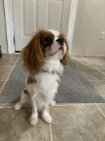 Finley, a male Cavalier King Charles Spaniel for sale in La Grange, NC – 9 of 9
