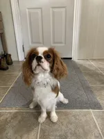 Finley, a male Cavalier King Charles Spaniel for sale in La Grange, NC – 2 of 9
