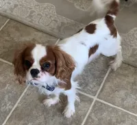 Finley, a male Cavalier King Charles Spaniel for sale in La Grange, NC – 6 of 9