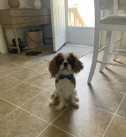 Finley, a male Cavalier King Charles Spaniel for sale in La Grange, NC – 7 of 9