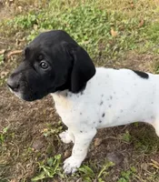 Joker, a male German Shorthaired Pointer for sale in Hot Springs, VA – 2 of 4
