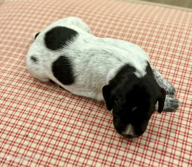 Louise  – German Shorthaired Pointer puppy for sale in Hot Springs, VA