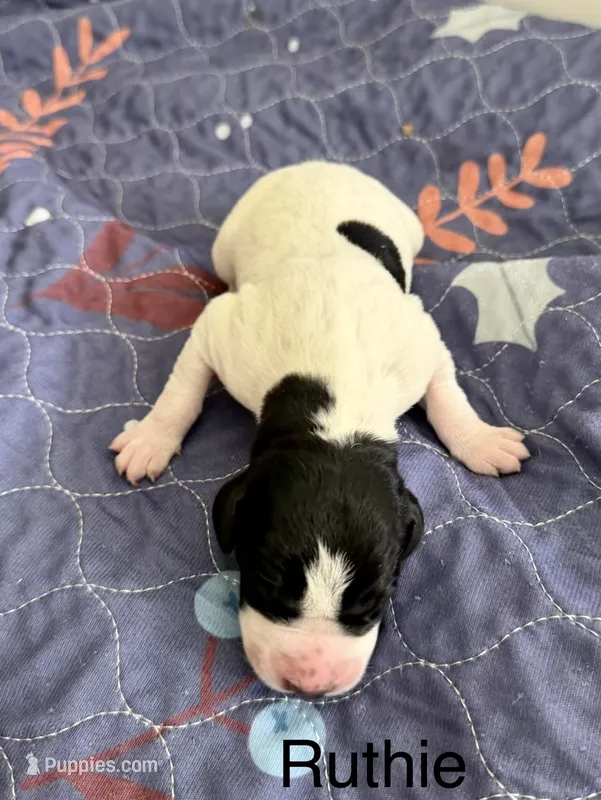 Ruthie – German Shorthaired Pointer puppy for sale in Hot Springs, VA