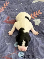 Ruthie, a female German Shorthaired Pointer for sale in Hot Springs, VA – 1 of 1