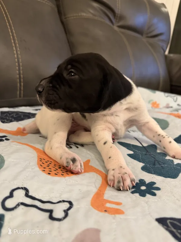 Joker – German Shorthaired Pointer puppy for sale in Hot Springs, VA