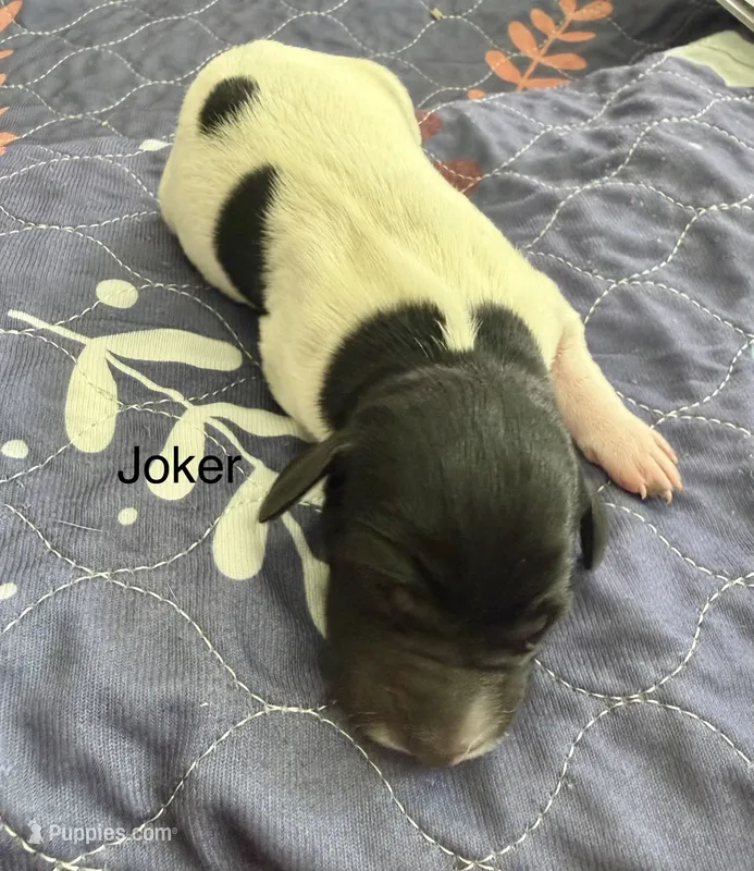 Joker – German Shorthaired Pointer puppy for sale in Hot Springs, VA