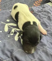 Joker, a male German Shorthaired Pointer for sale in Hot Springs, VA – 1 of 1