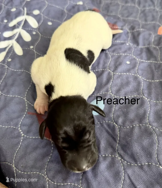 Preacher – German Shorthaired Pointer puppy for sale in Hot Springs, VA