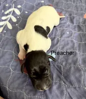Preacher, a female German Shorthaired Pointer for sale in Hot Springs, VA – 1 of 1
