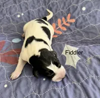 Fiddler, a male German Shorthaired Pointer for sale in Hot Springs, VA – 1 of 1