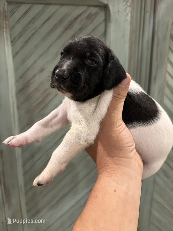 Preacher – German Shorthaired Pointer puppy for sale in Hot Springs, VA