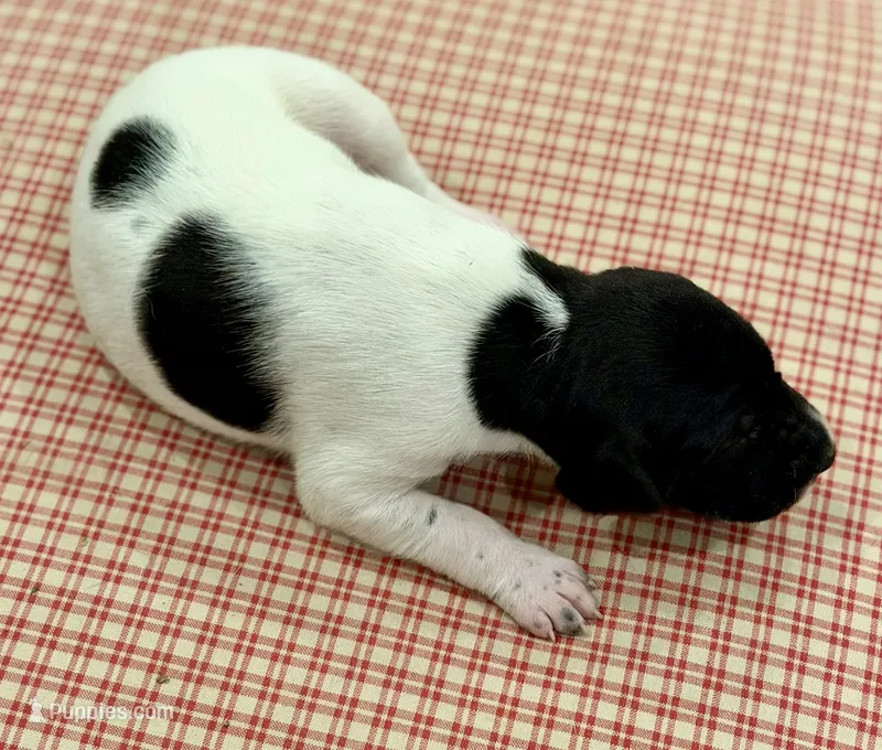 Joker – German Shorthaired Pointer puppy for sale in Hot Springs, VA