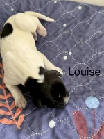 Louise , a female German Shorthaired Pointer for sale in Hot Springs, VA – 1 of 1