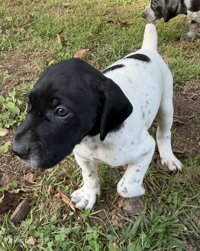 Joker – German Shorthaired Pointer puppy for sale in Hot Springs, VA