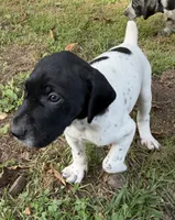 Joker, a male German Shorthaired Pointer for sale in Hot Springs, VA – 1 of 4