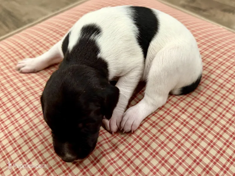 Stone – German Shorthaired Pointer puppy for sale in Hot Springs, VA