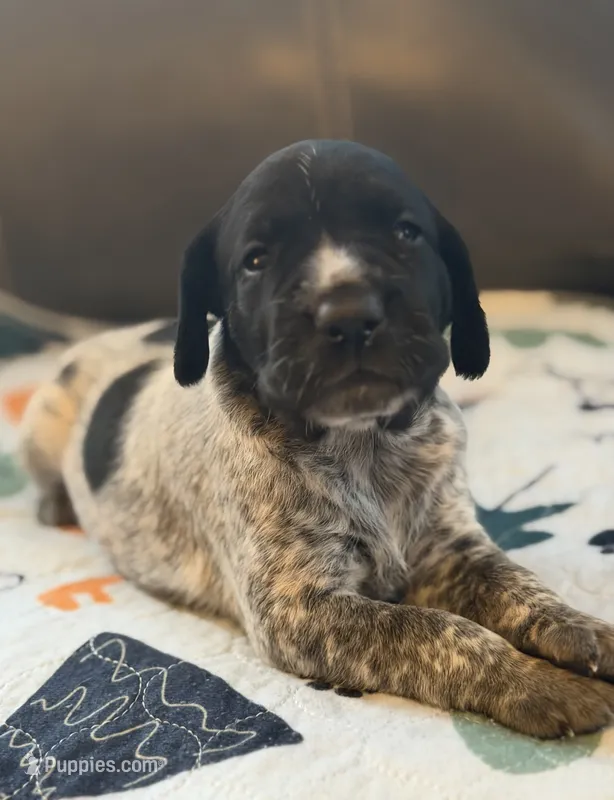 Louise  – German Shorthaired Pointer puppy for sale in Hot Springs, VA