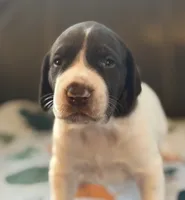 Rooster, a female German Shorthaired Pointer for sale in Hot Springs, VA – 2 of 6