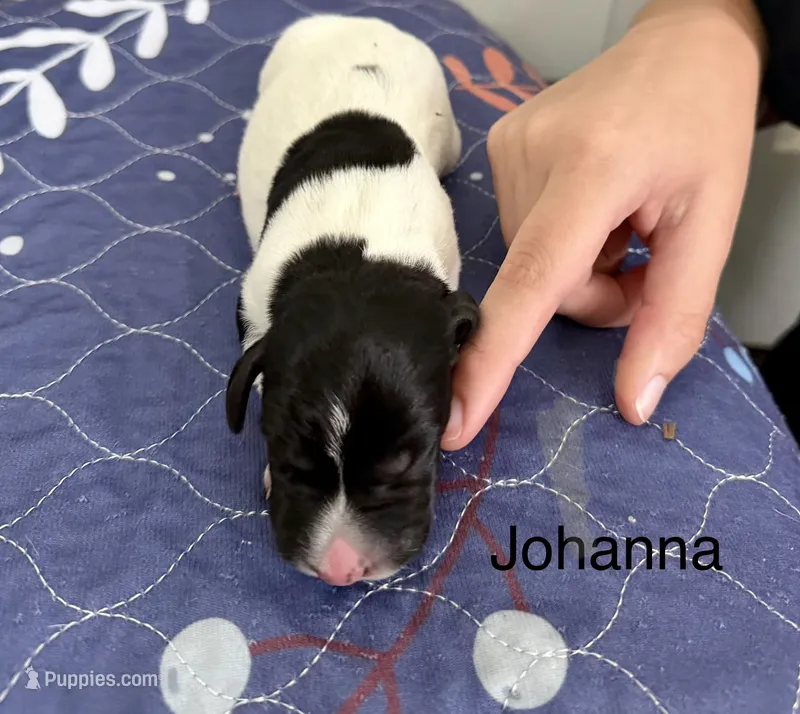Johanna – German Shorthaired Pointer puppy for sale in Hot Springs, VA