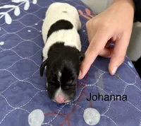 Johanna, a female German Shorthaired Pointer for sale in Hot Springs, VA – 1 of 1