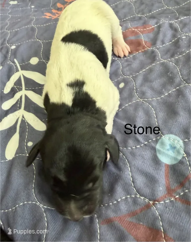 Stone – German Shorthaired Pointer puppy for sale in Hot Springs, VA