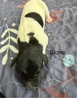 Stone, a female German Shorthaired Pointer for sale in Hot Springs, VA – 1 of 1