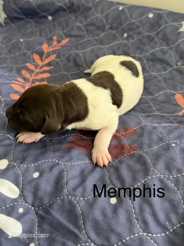 Memphis  – German Shorthaired Pointer puppy on hold in Hot Springs, VA