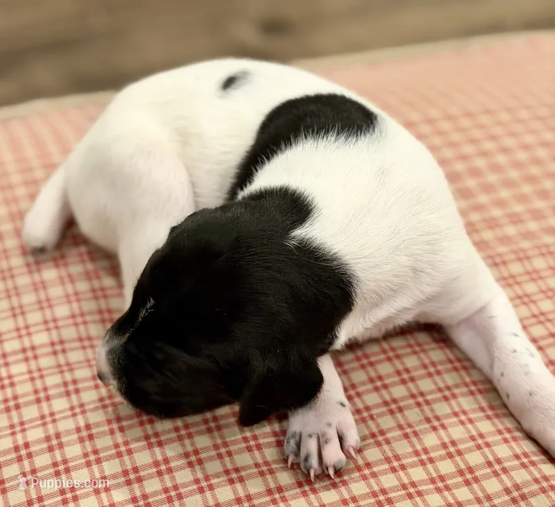 Johanna – German Shorthaired Pointer puppy for sale in Hot Springs, VA