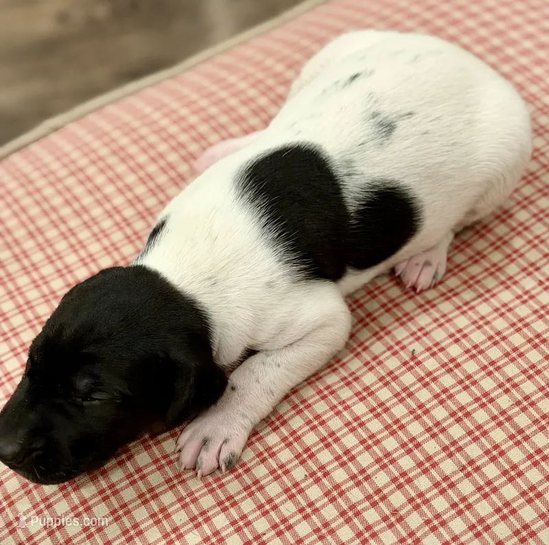 Preacher – German Shorthaired Pointer puppy for sale in Hot Springs, VA